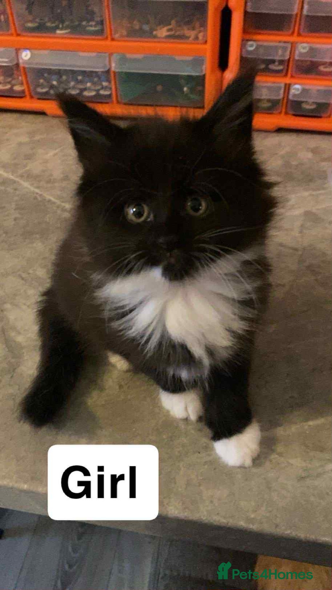 Maine Coon cats for sale: Full maine coon kittens for sale - Image 4