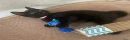 Mixed Breed cats for sale: 🐾 6 LOVELY, FRIENDLY KITTENS – 5 BOYS & 1 GIRL 🐾 - Advert 26