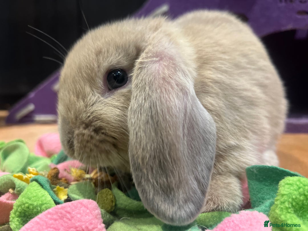 Mini Lop rabbits for sale: 🐰 Mini Lop Baby Bunnies for Sale 🐰 - Image 6