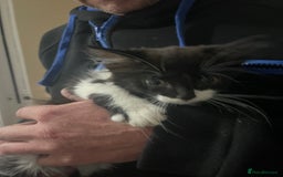 Mixed Breed cats for sale: 4 kittens for sale  - Image 1