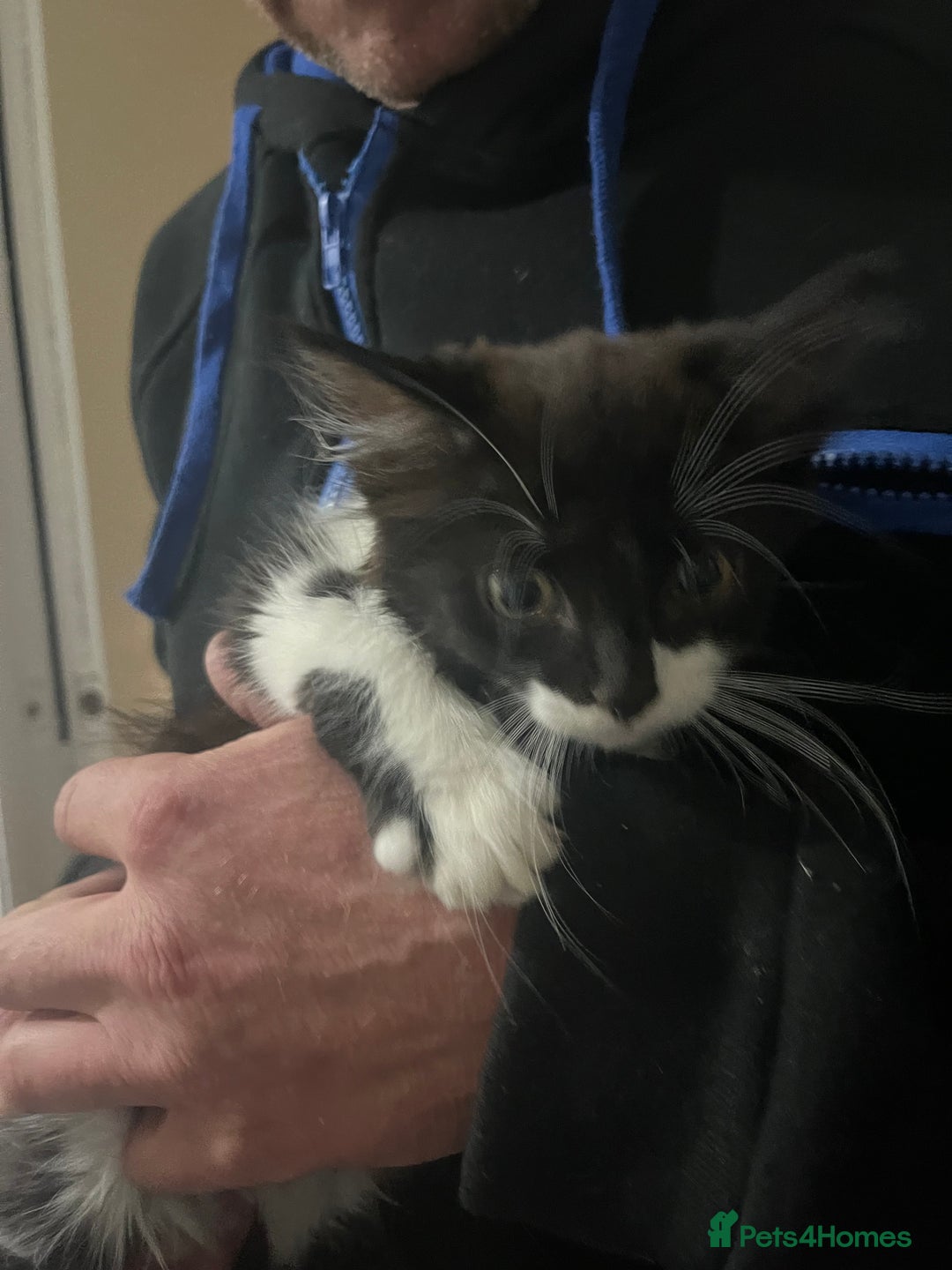Mixed Breed cats for sale: 4 kittens for sale  - Image 1