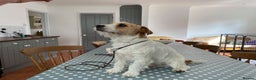 Jack Russell dogs for stud: Superb Quality Jack Russell at stud K.C Reg in Attleborough - Advert 4