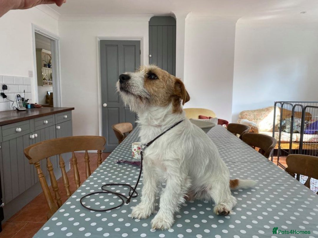 Jack Russell dogs for stud: Superb Quality Jack Russell at stud K.C Reg in Attleborough - Advert 4