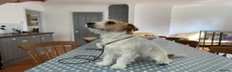 Jack Russell dogs for stud: Superb Quality Jack Russell at stud K.C Reg in Attleborough - Advert 4