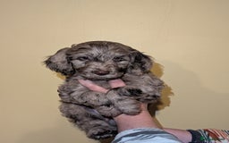 Cockapoo dogs for sale: Mixed coloured Cockapoo Puppies  - Image 4