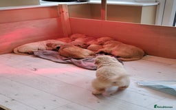 Golden Retriever dogs for sale: Beautiful Golden Retriever pups - Image 8