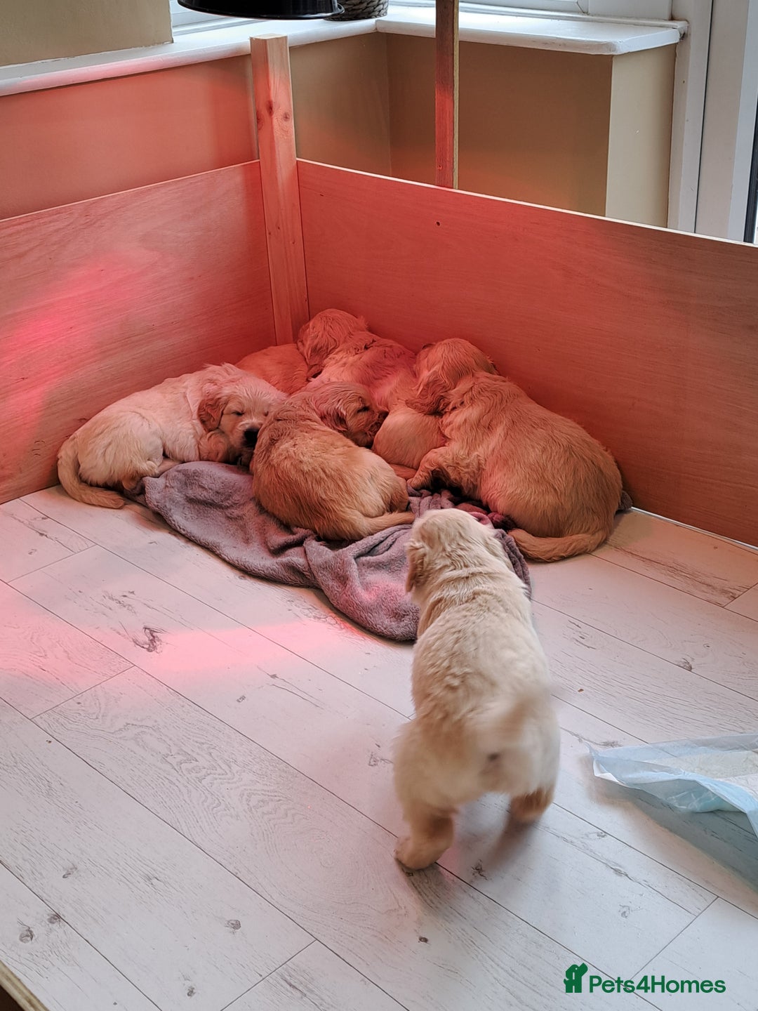 Golden Retriever dogs for sale: Beautiful Golden Retriever pups - Image 8