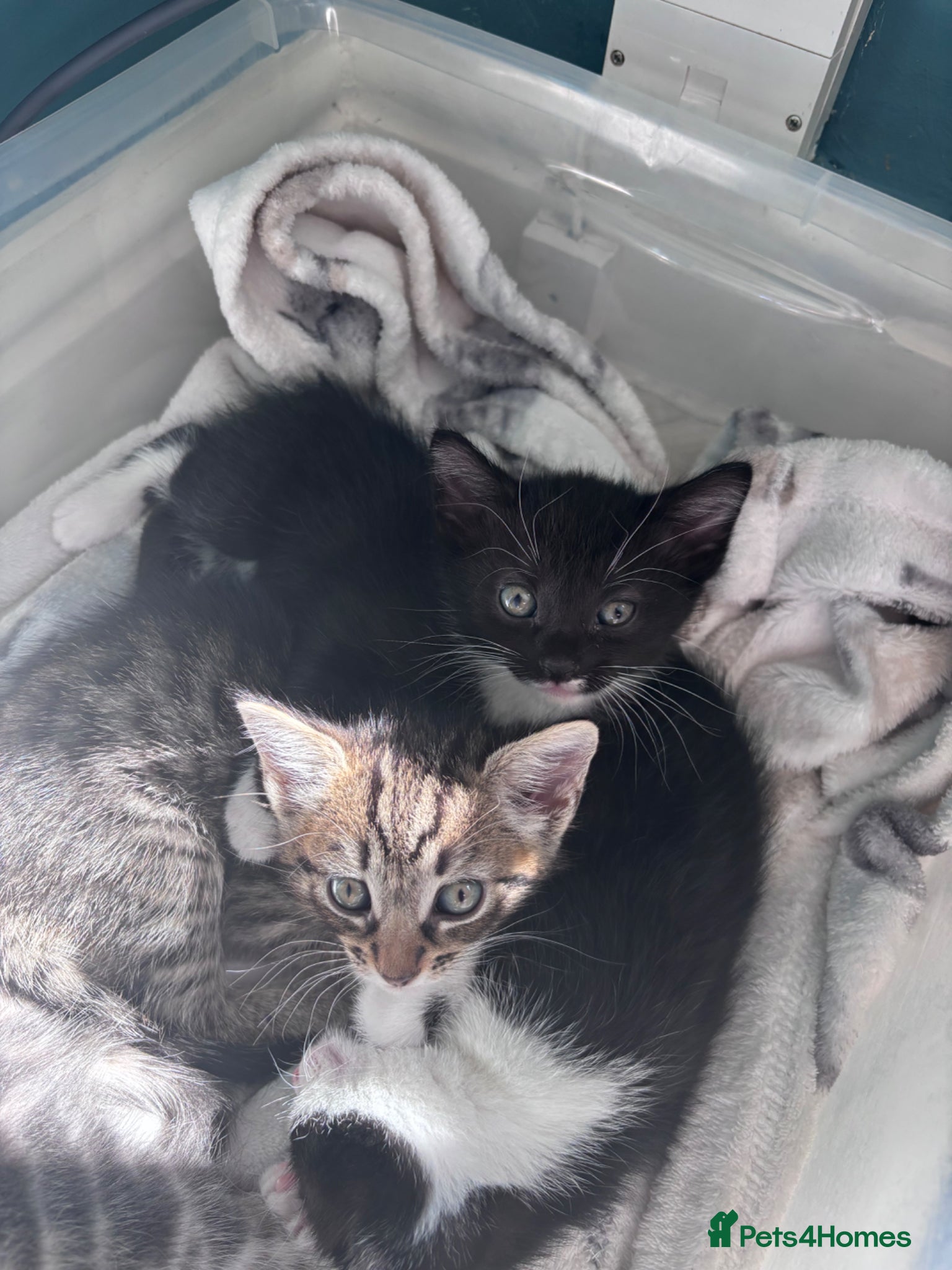 Mixed Breed cats for sale: 4 sweet kittens for new homes  in Thornton-Cleveleys - Advert 14