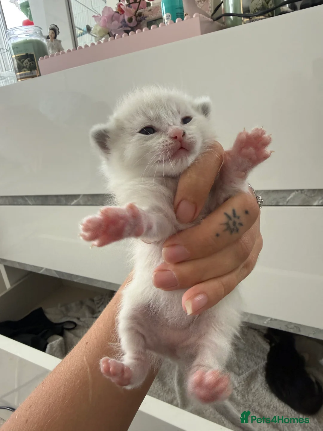 Mixed Breed cats for sale: Ragdoll kittens  - Advert 7