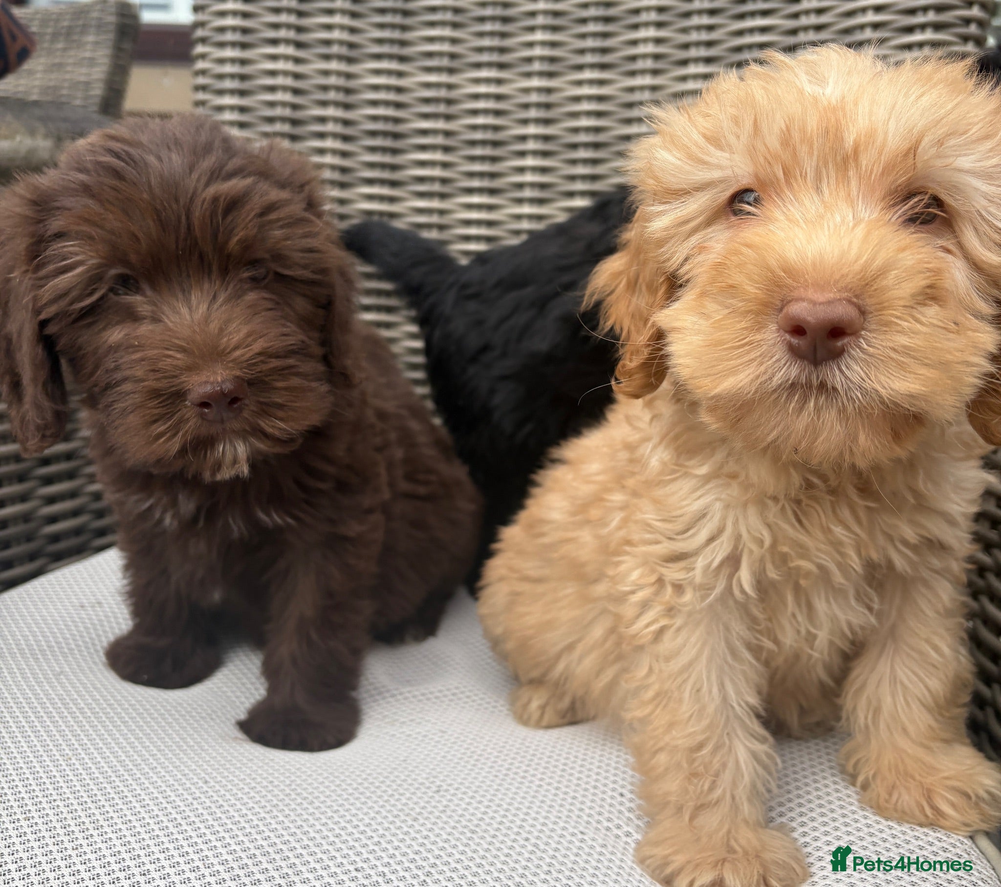 Labradoodle dogs Gorgeous puppies for sale!  - Advert 1