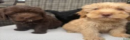 Labradoodle dogs for sale: Gorgeous puppies for sale!  - Advert 1