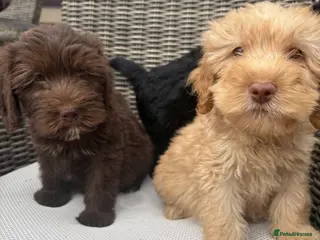 Labradoodle dogs Gorgeous puppies for sale! - Advert 4