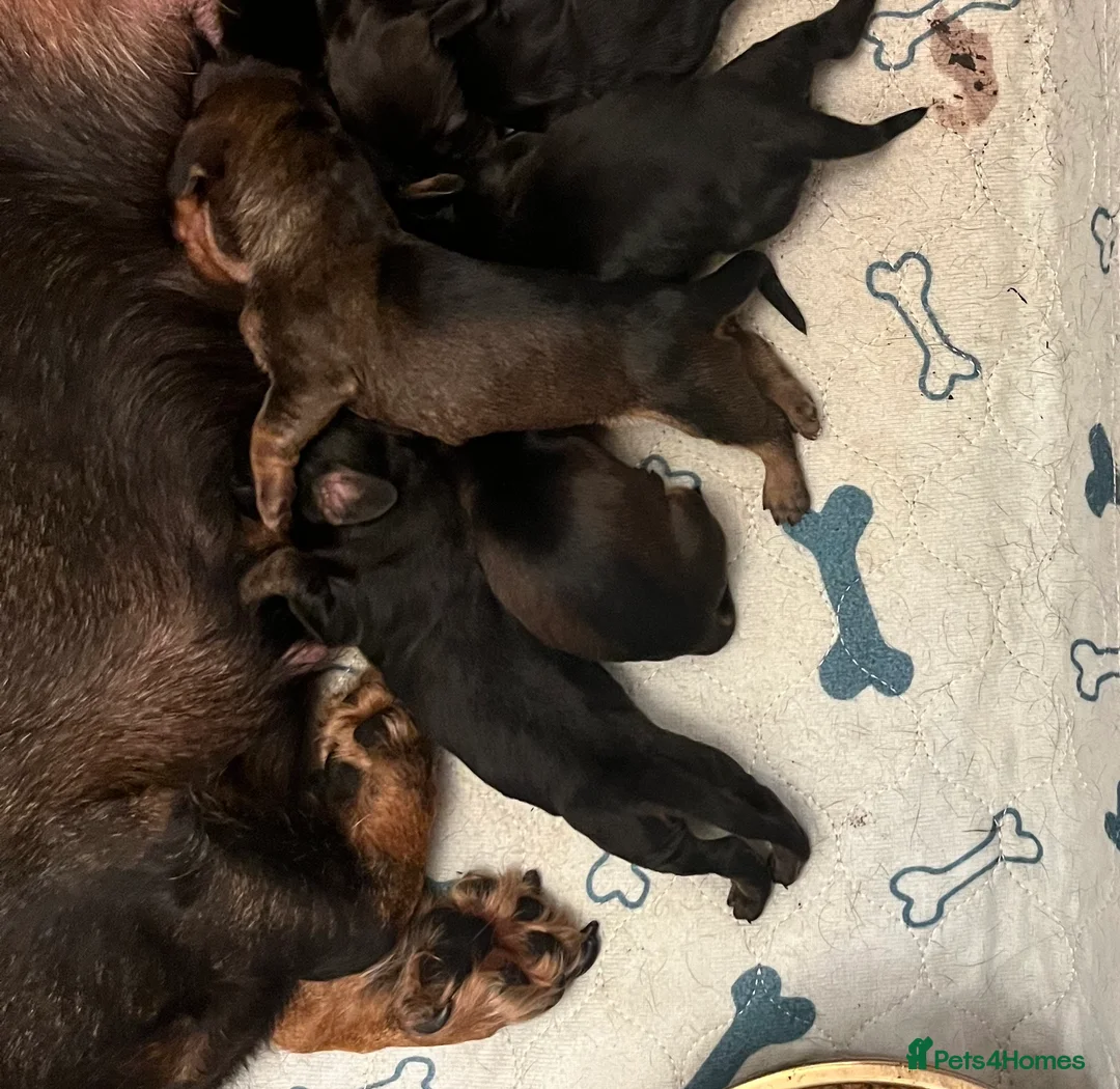 Miniature Dachshund dogs for sale: Beautiful Wirehaired Dachshund  - Advert 7