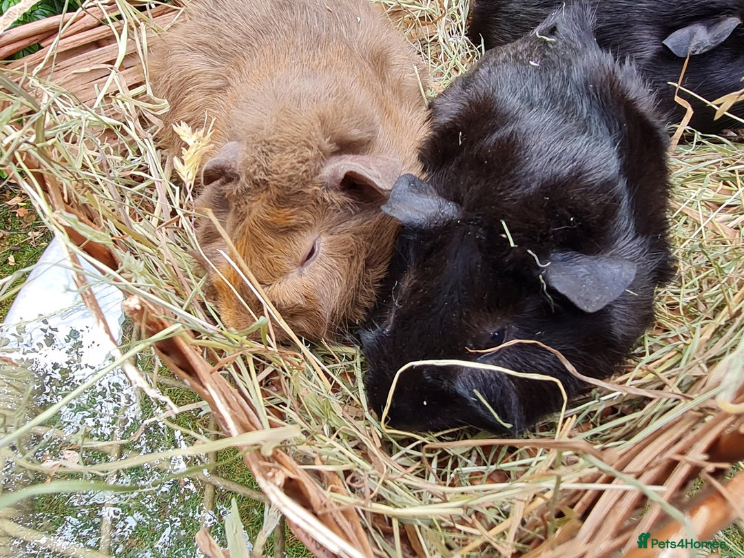 Guinea Pig rodents for sale: Baby guinea pigs for sale - Advert 13