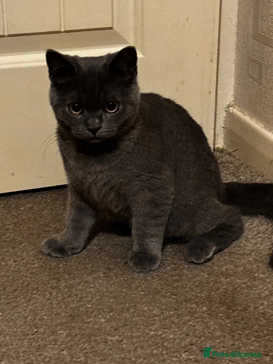British Shorthair cats for sale: British Short Hair Male  - Advert 5