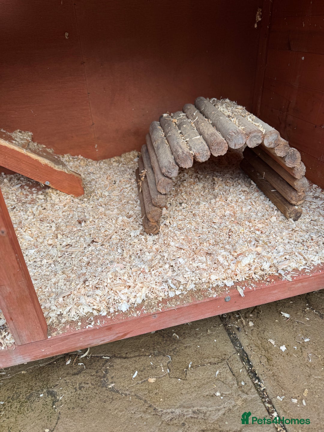 Guinea Pig rodents for sale: Two gorgeous male guinea pigs - Advert 2