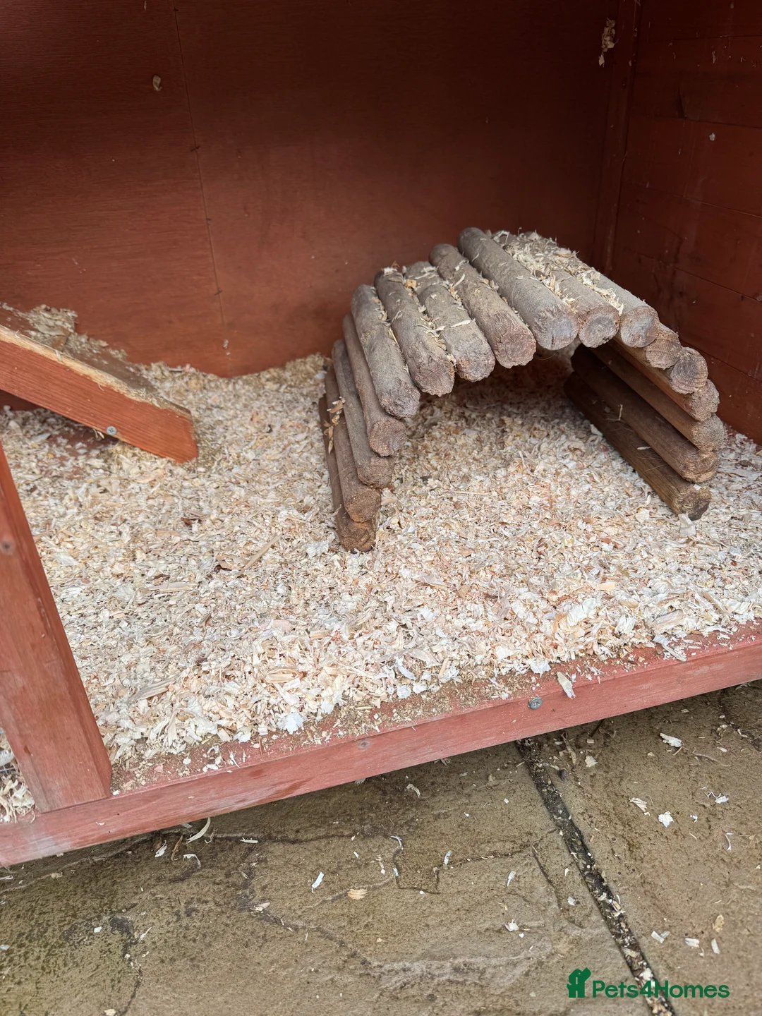 Guinea Pig rodents for sale: Two gorgeous male guinea pigs - Advert 2