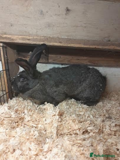 Continental Giant rabbits CONTINENTAL GIANT RABBITS for sale 1 boy 1 girl  - Advert 2
