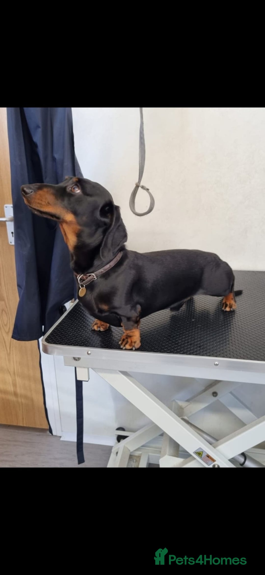 Miniature Dachshund dogs for stud: Black & Tan PRA clear Miniature Dachshund Stud - Advert 1