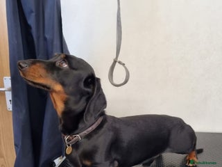 Miniature Dachshund dogs Black & Tan PRA clear Miniature Dachshund Stud - Advert 6