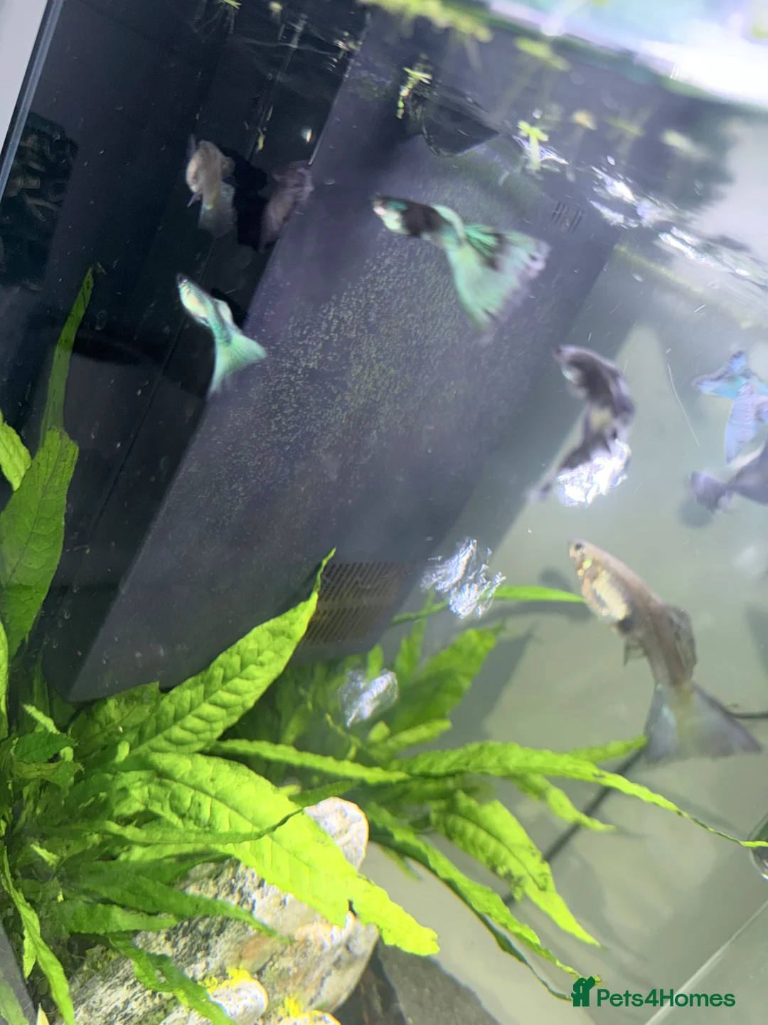 Cichlids fish for sale: GUPPIES / cichlids / SHRIMP/ platty  - Advert 2