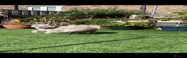 British Shorthair Kitten 4