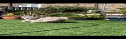 British Shorthair cats for sale: Beautiful British shorthair kitties  - Advert 16