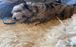 Shihpoo dogs for sale: Adorable F1 ShihPoo puppies in Faversham - Image 19