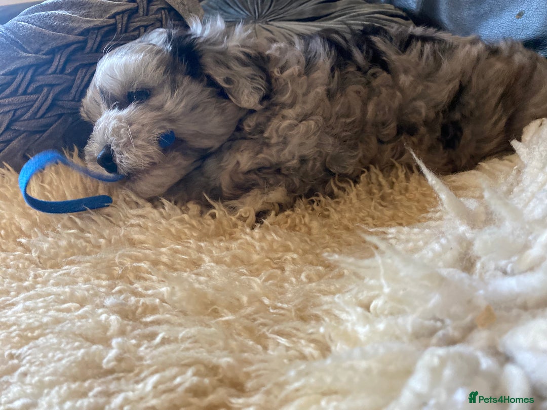 Shihpoo dogs for sale: Adorable F1 ShihPoo puppies in Faversham - Image 19