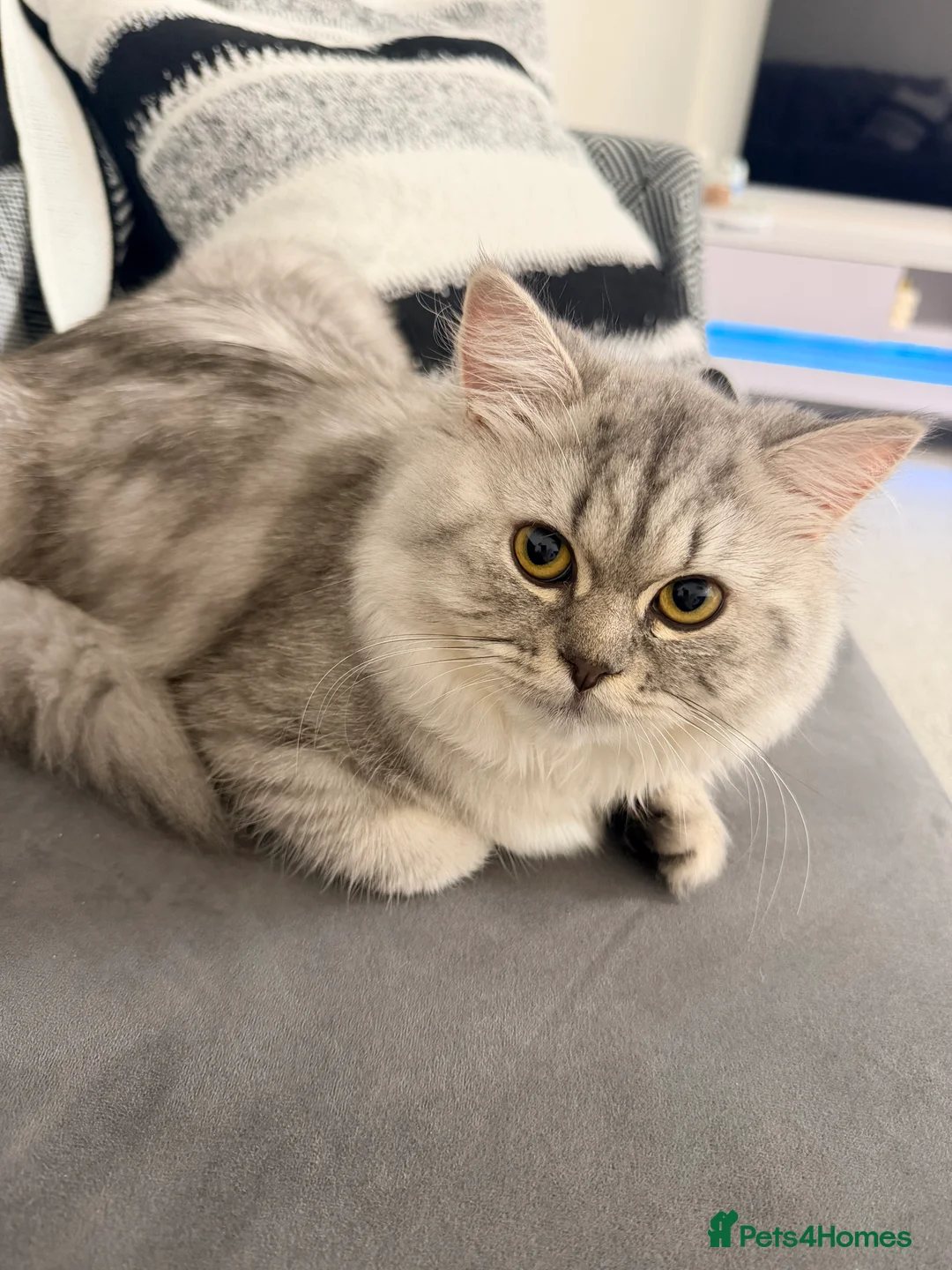 British Longhair cats for sale: British long hair in rugby - Advert 6