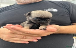 Pug dogs for sale: Fluffy Pug puppies  - Image 9