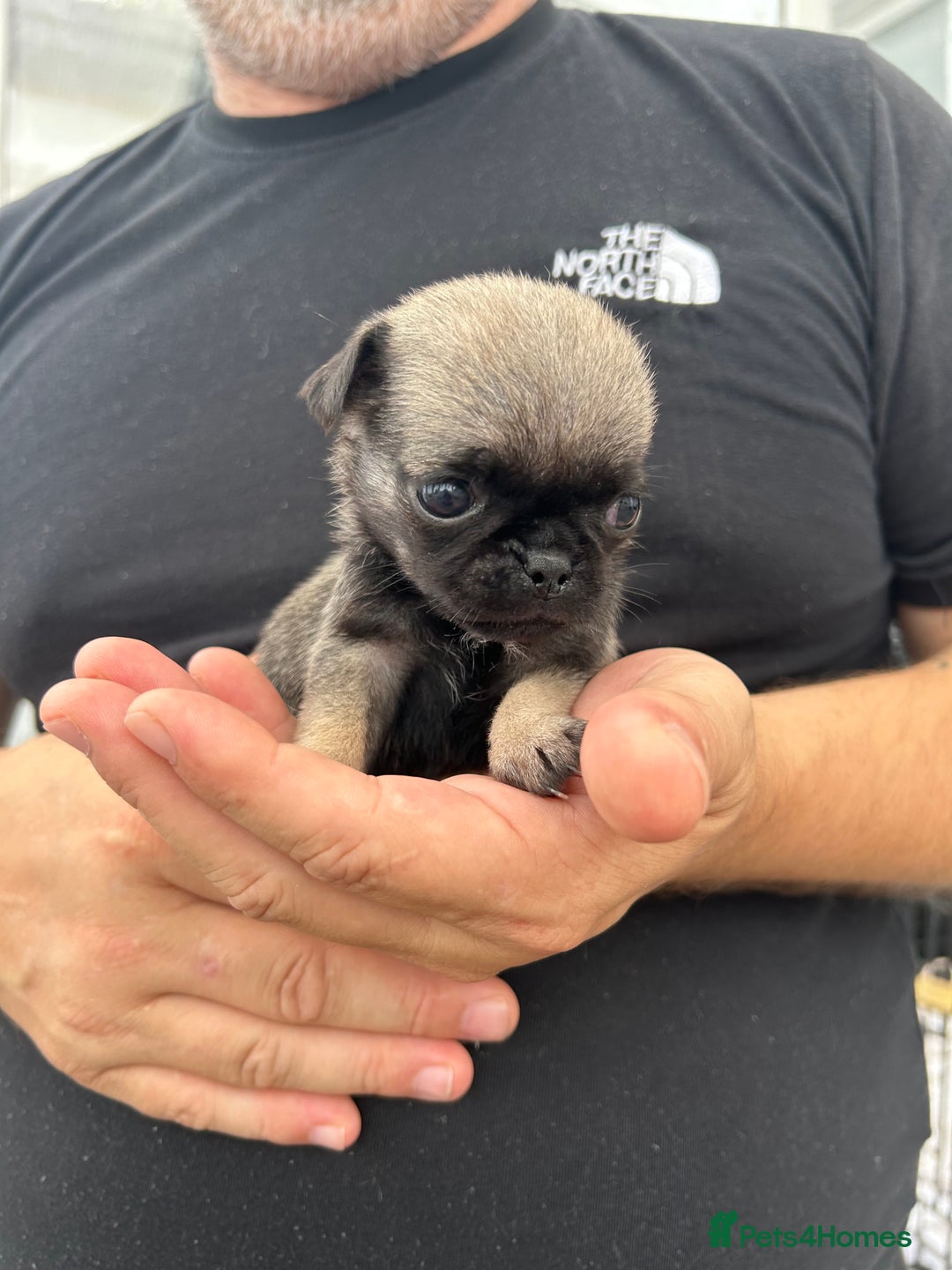 Pug dogs for sale: Fluffy Pug puppies  - Image 9