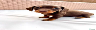 Miniature Dachshund 4