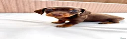Miniature Dachshund dogs for sale: 7 Adorable Sausage Pups Ready 13th August (4 LEFT) - Advert 6