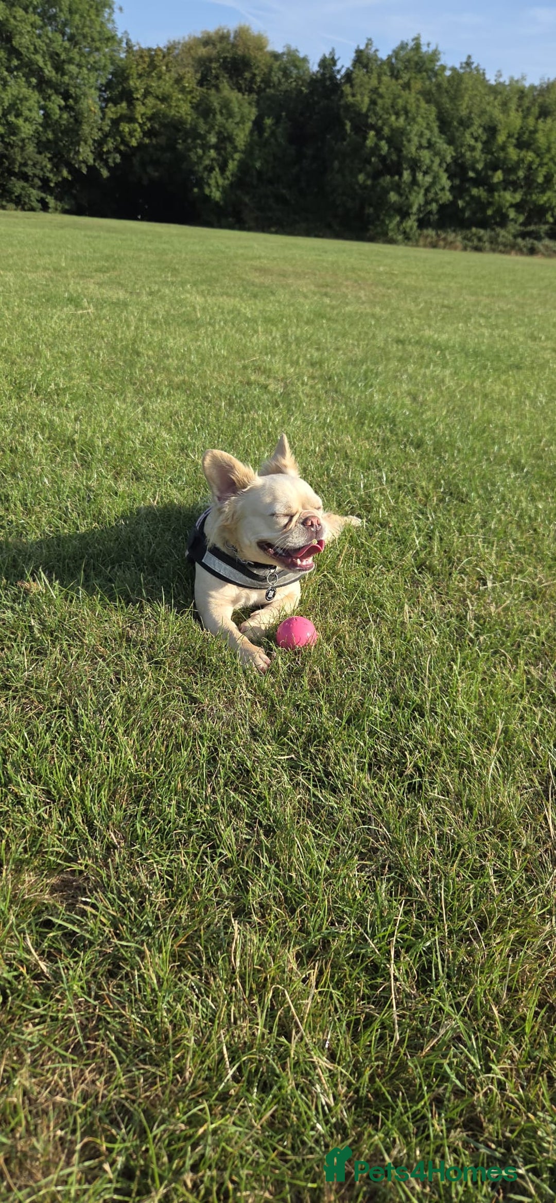 Mixed Breed dogs for sale: Fluffy frenchie approx 2years old.  - Image 1