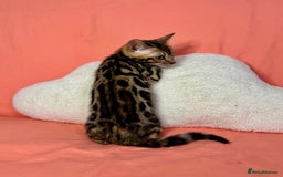 Bengal cats for sale: 🐾Purebred BENGAL Kittens🐾  - Image 19