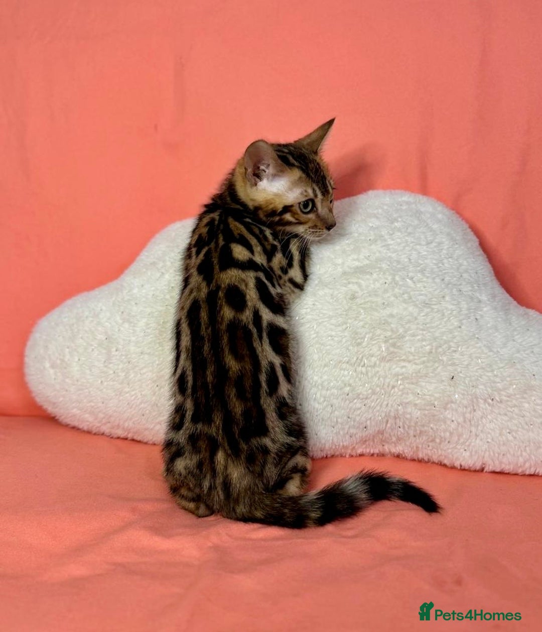 Bengal cats for sale: 🐾Purebred BENGAL Kittens🐾  - Image 19