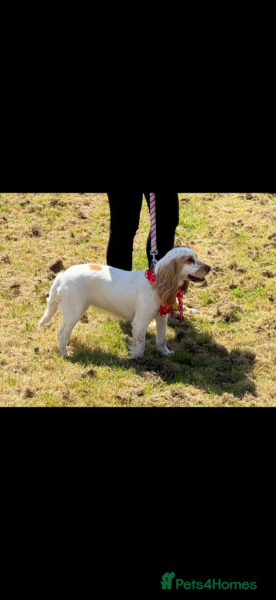 Cocker Spaniel dogs Show cocker spaniels  - Advert 1