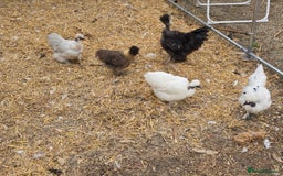 Chickens poultry for sale: Naked Neck Hens - Image 7
