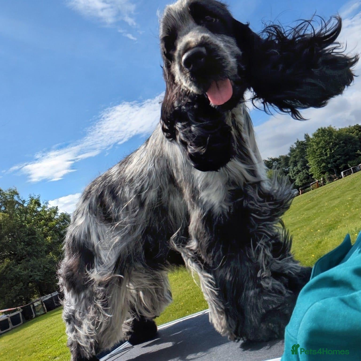 Cocker Spaniel dogs for stud: Kc show cocker (french import) - Advert 1