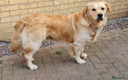 Goldador dogs for sale: Extensively health tested Goldador puppies due - Image 7
