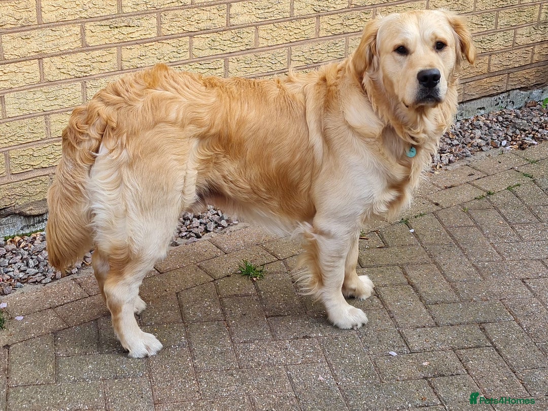 Goldador dogs for sale: Extensively health tested Goldador puppies due - Image 7