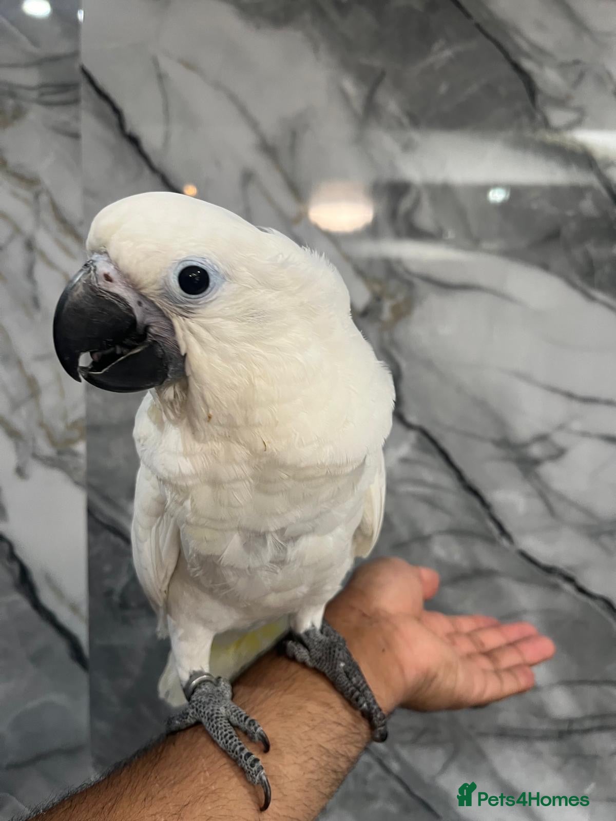 Cockatoo birds for sale: Baby HandReared Super Tame Cuddly Umbrella Cockato - Advert 1