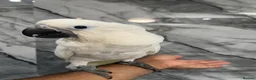 Cockatoo birds for sale: Baby HandReared Super Tame Cuddly Umbrella Cockato in Nottingham - Advert 1
