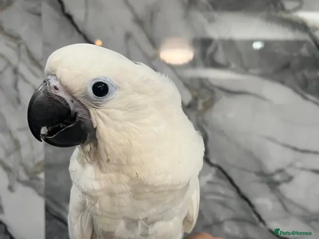 Cockatoo birds for sale: Baby HandReared Super Tame Cuddly Umbrella Cockato - Advert 1