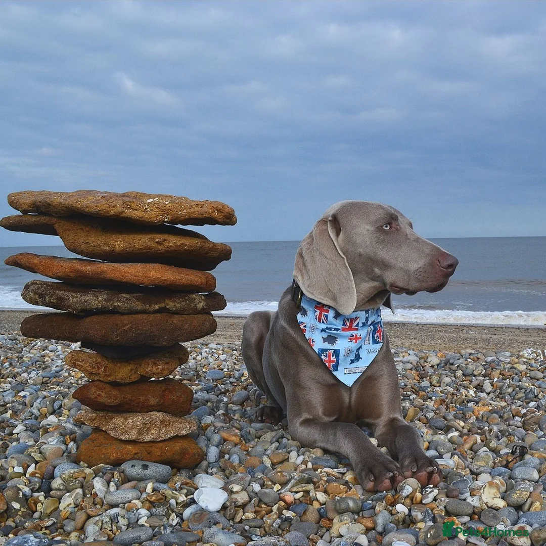 Weimaraner dogs for stud: 🔥super stud🔥Hipscored🔥KC reg in Woodbridge - Advert 6