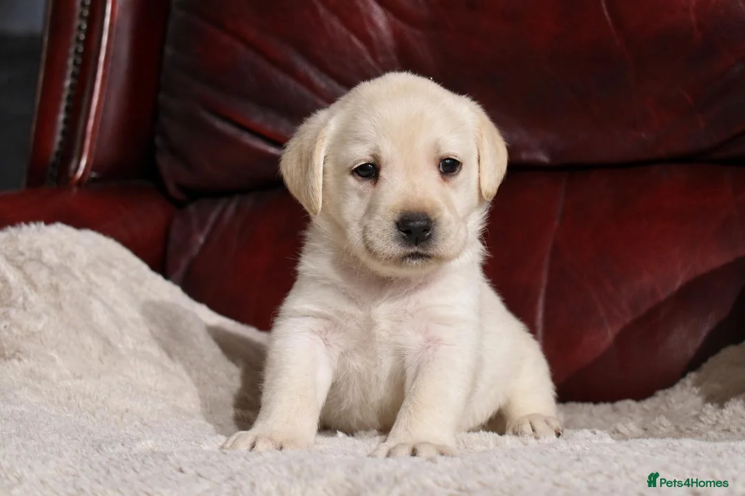 Labrador Retriever dogs for sale: KC REG HEALTH TESTED LABRADOR PUPPYS QUALITY LINES - Advert 1