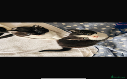 Mixed Breed cats for sale: Kittens for sale - Image 1