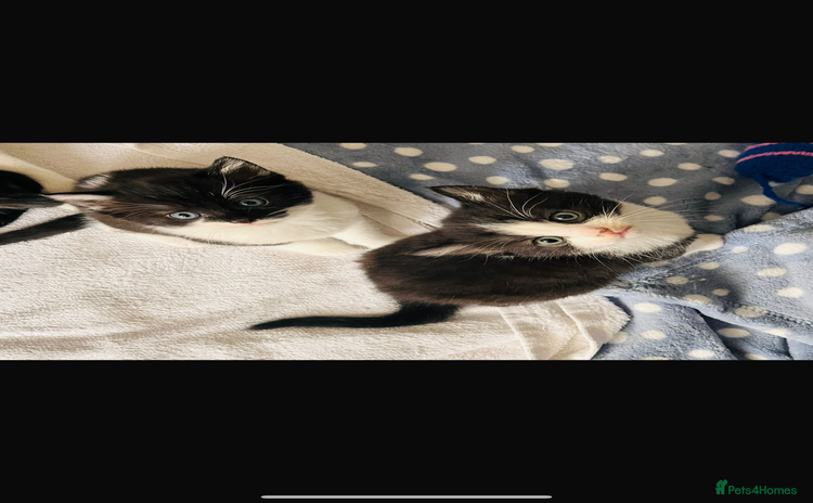 Mixed Breed cats - Advert 1