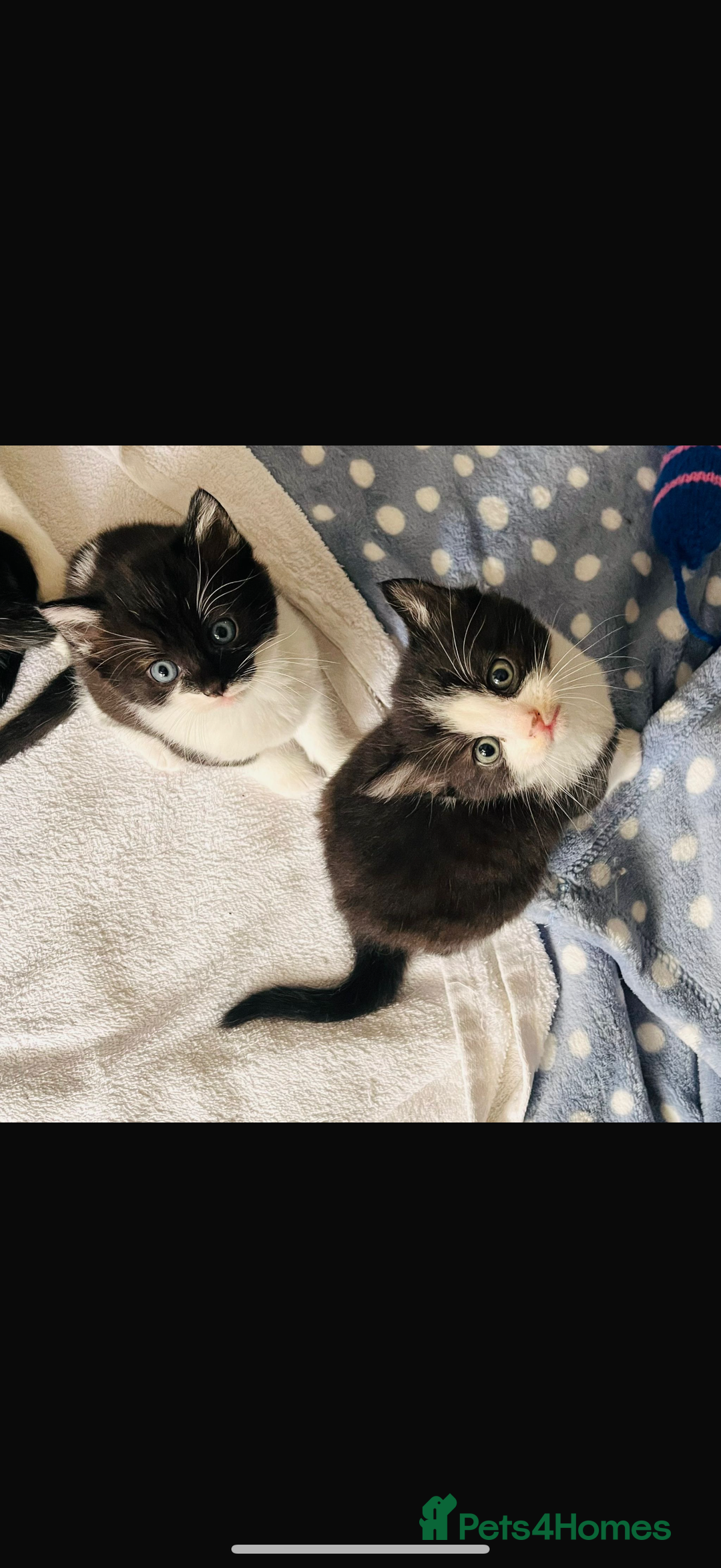 Mixed Breed cats for sale: Kittens for sale - Image 1
